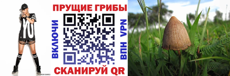 OMG маркетплейс  Котельниково  Псилоцибиновые грибы GOLDEN TEACHER 